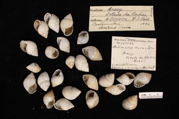 Media type: image; Malacology 137136